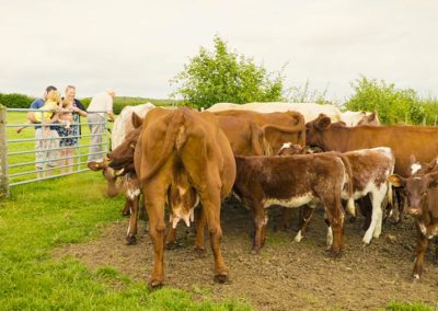 feeding-the-cows-east-end-farm-garton